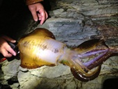 �a�̎R�G�M���O