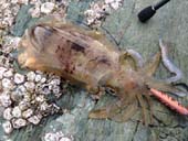 �a�̎R�G�M���O