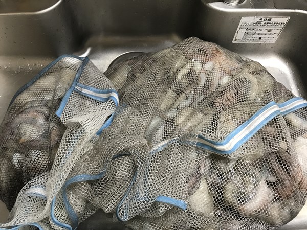 明石でタコ釣り