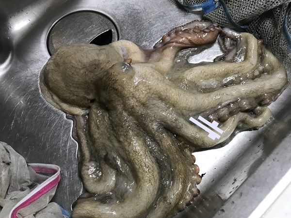 明石でタコ釣り