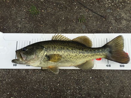 親子琵琶湖でバス釣り