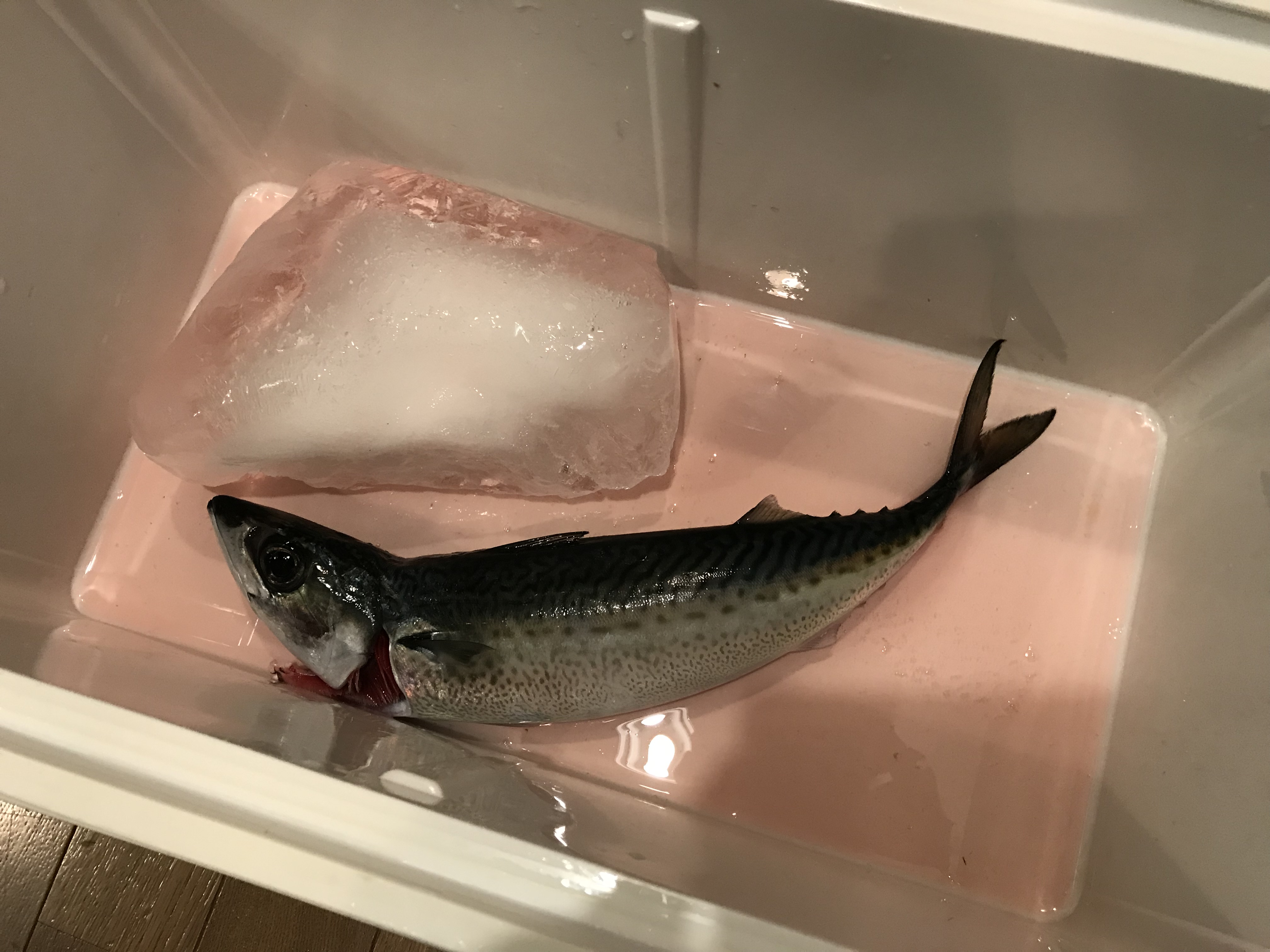 ラングイの寒サバ釣り