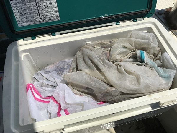 明石でタコ釣り