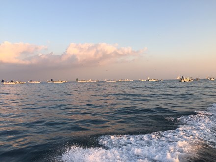 大阪湾タチウオ