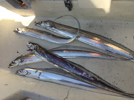 大阪湾タチウオ