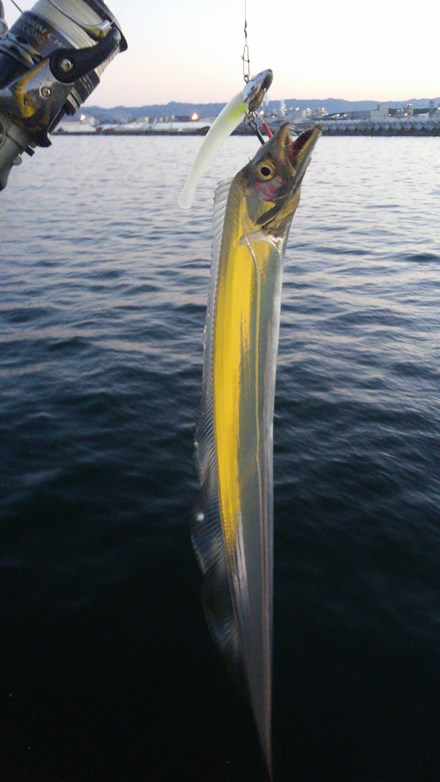 水軒鉄鋼団地 太刀魚