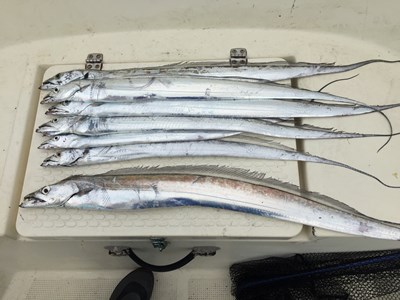 家族釣り　太刀魚