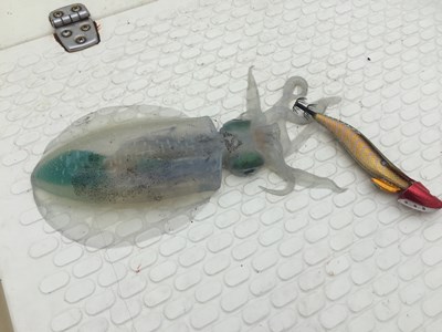 家族釣り　太刀魚