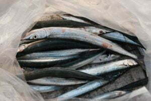 南芦屋浜でサヨリ釣り