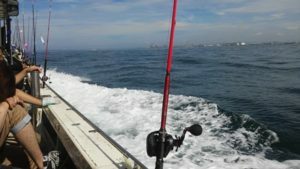 明石でタコ釣り