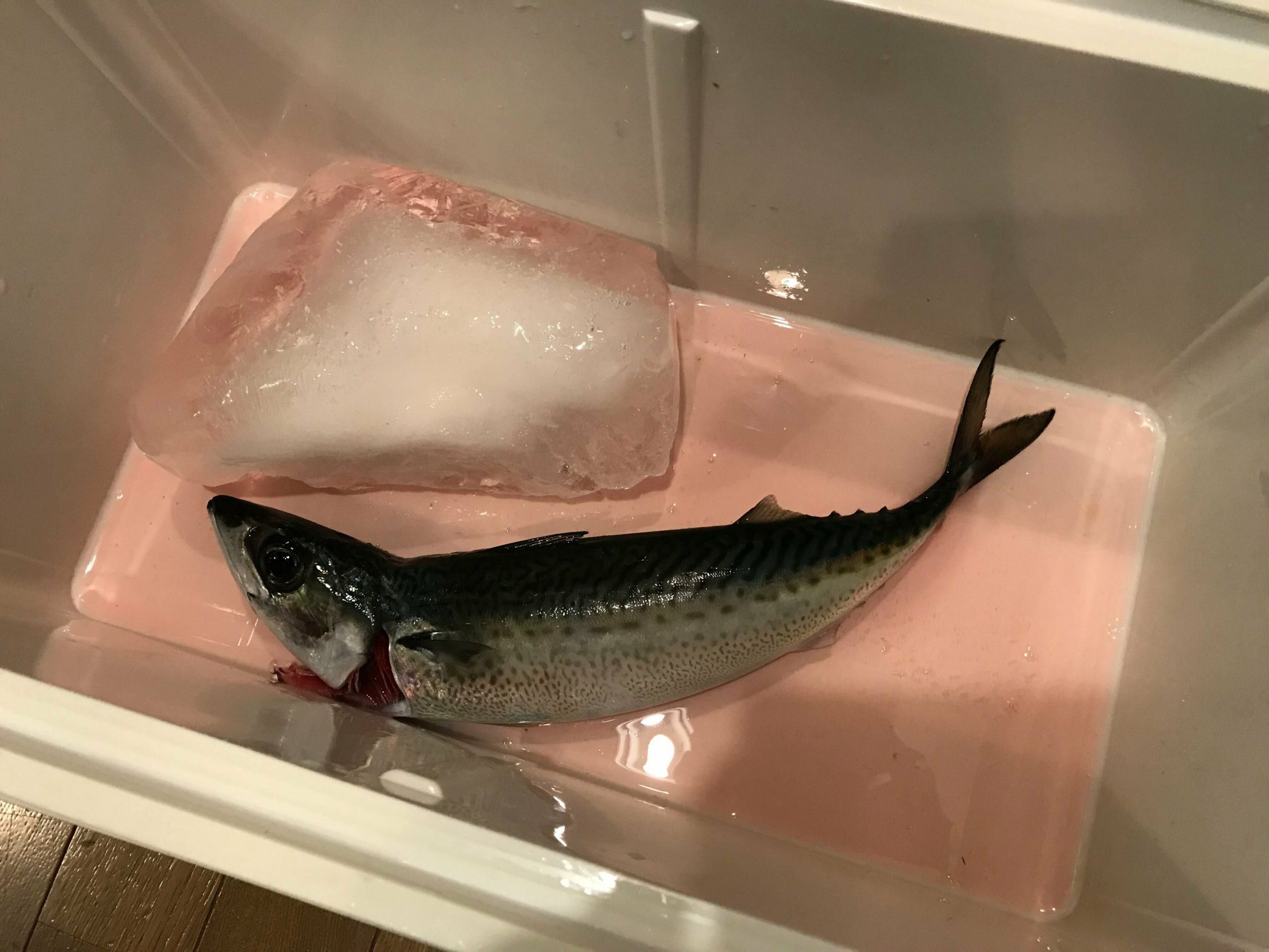 ラングイの寒サバ