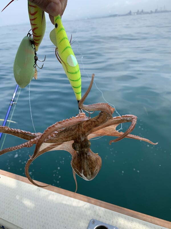 2019明石タコ釣り