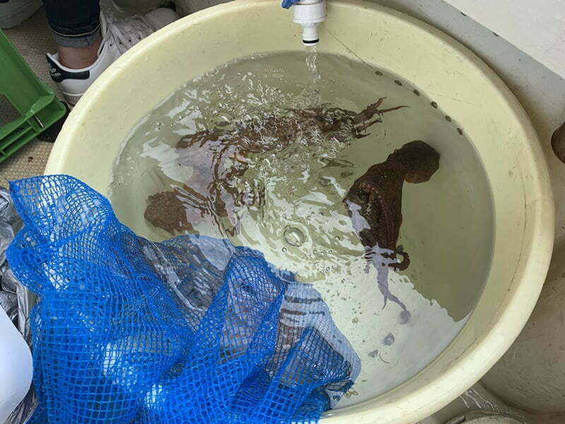 2019明石タコ釣り