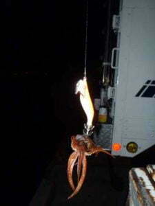 神戸でスルメイカを釣る