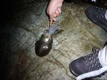 タチウオワインド