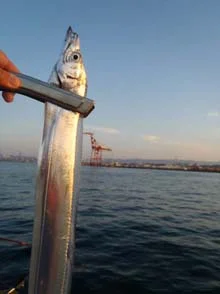 タチウオワインド