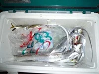 タチウオワインド