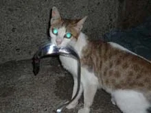 タチウオワインド