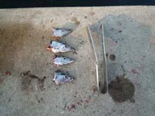 タチウオワインド