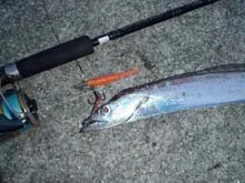 タチウオワインド