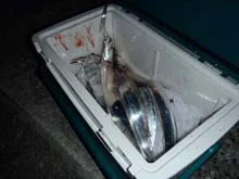 タチウオワインド